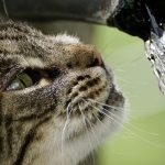 catit fontaine