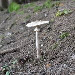 mini parasol