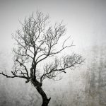 congelateur noir