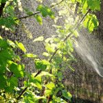 brumisateur jardin